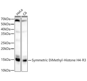 Western Blot - Anti-Histone H4 (di methyl Arg3) Antibody (A16733) - Antibodies.com