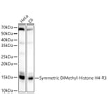 Western Blot - Anti-Histone H4 (di methyl Arg3) Antibody (A16733) - Antibodies.com