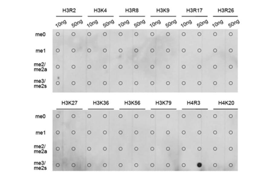 Dot Blot - Anti-Histone H4 (di methyl Arg3) Antibody (A16733) - Antibodies.com