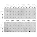 Dot Blot - Anti-Histone H4 (di methyl Arg3) Antibody (A16733) - Antibodies.com