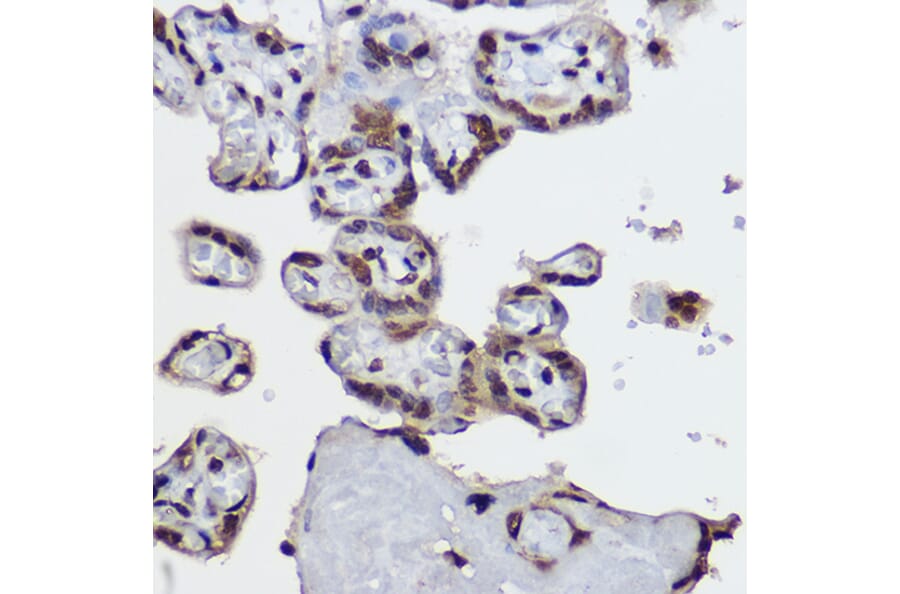 Immunohistochemistry - Anti-Histone H4 (di methyl Arg3) Antibody (A16733) - Antibodies.com