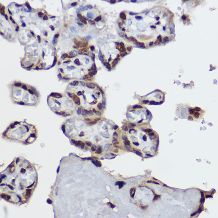 Immunohistochemistry - Anti-Histone H4 (di methyl Arg3) Antibody (A16733) - Antibodies.com