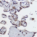 Immunohistochemistry - Anti-Histone H4 (di methyl Arg3) Antibody (A16733) - Antibodies.com