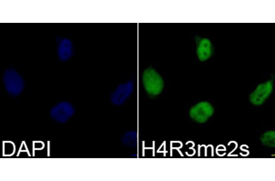 Immunofluorescence - Anti-Histone H4 (di methyl Arg3) Antibody (A16733) - Antibodies.com