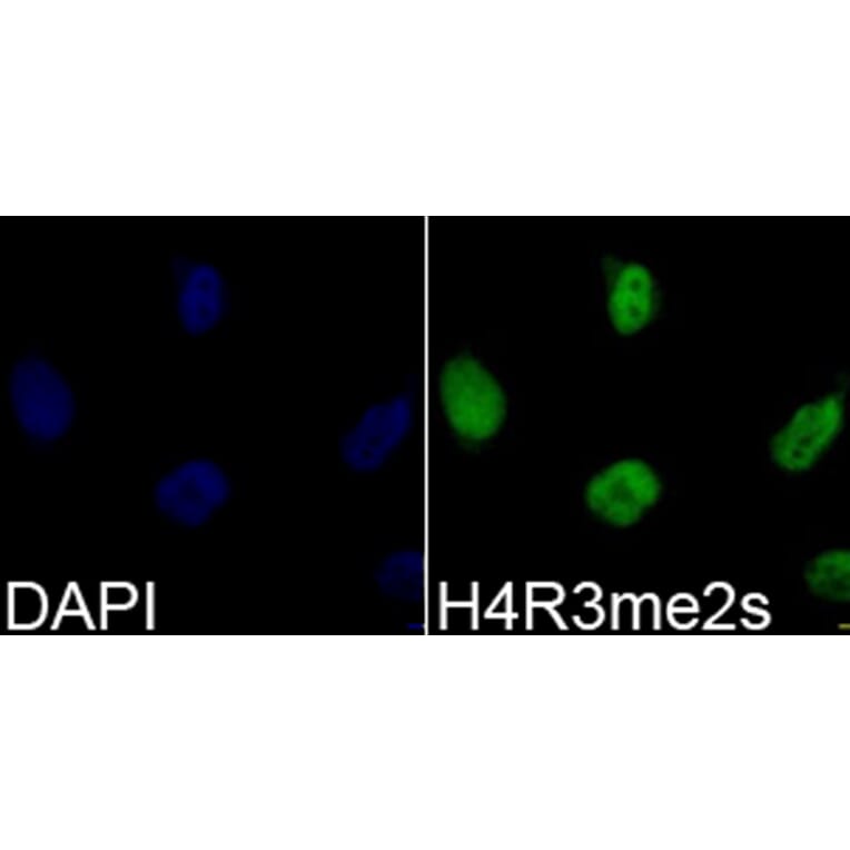 Immunofluorescence - Anti-Histone H4 (di methyl Arg3) Antibody (A16733) - Antibodies.com