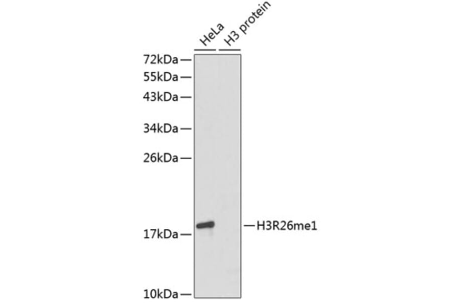 Western Blot - Anti-Histone H3 (mono methyl Arg26) Antibody (A16734) - Antibodies.com