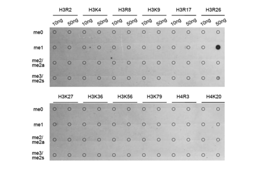 Dot Blot - Anti-Histone H3 (mono methyl Arg26) Antibody (A16734) - Antibodies.com