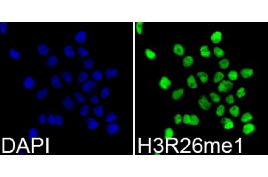 Immunofluorescence - Anti-Histone H3 (mono methyl Arg26) Antibody (A16734) - Antibodies.com