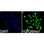 Immunofluorescence - Anti-Histone H3 (mono methyl Arg26) Antibody (A16734) - Antibodies.com