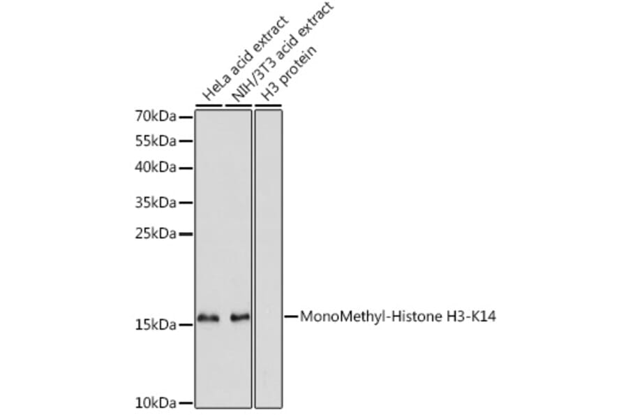 Western Blot - Anti-Histone H3 (mono methyl Lys14) Antibody (A16735) - Antibodies.com