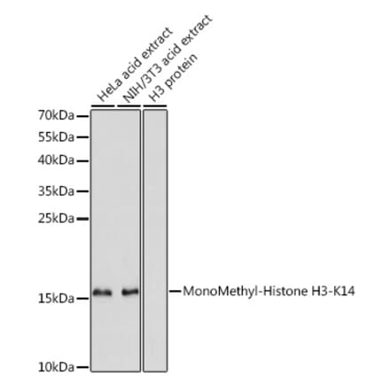 Western Blot - Anti-Histone H3 (mono methyl Lys14) Antibody (A16735) - Antibodies.com