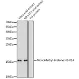 Western Blot - Anti-Histone H3 (mono methyl Lys14) Antibody (A16735) - Antibodies.com