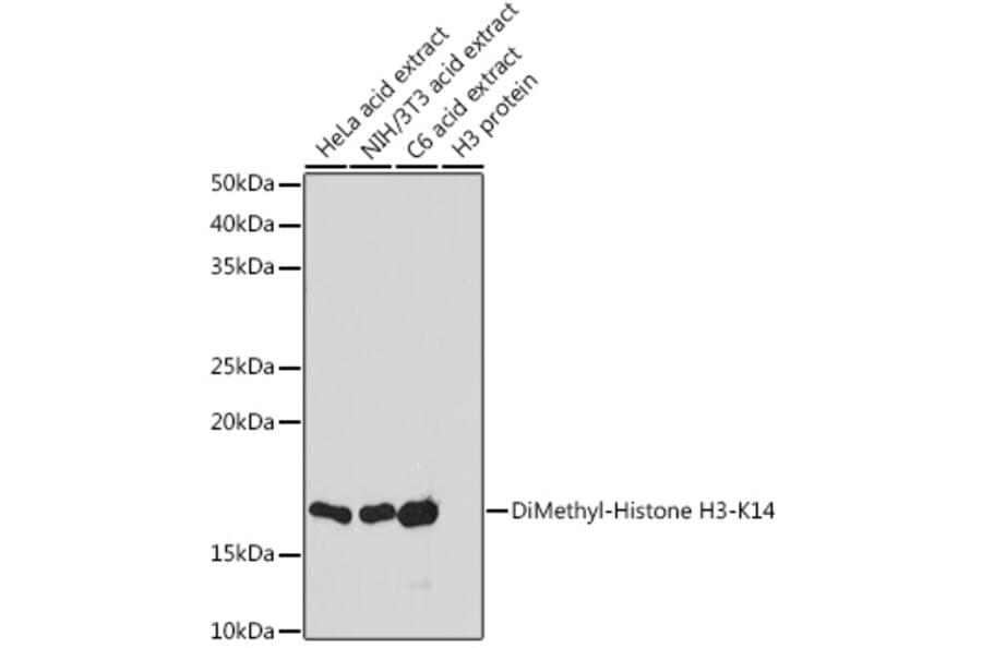 Western Blot - Anti-Histone H3 (di methyl Lys14) Antibody (A16736) - Antibodies.com