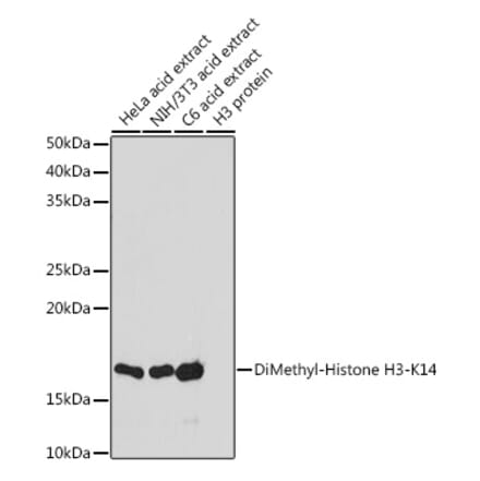 Western Blot - Anti-Histone H3 (di methyl Lys14) Antibody (A16736) - Antibodies.com