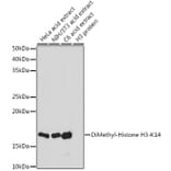 Western Blot - Anti-Histone H3 (di methyl Lys14) Antibody (A16736) - Antibodies.com