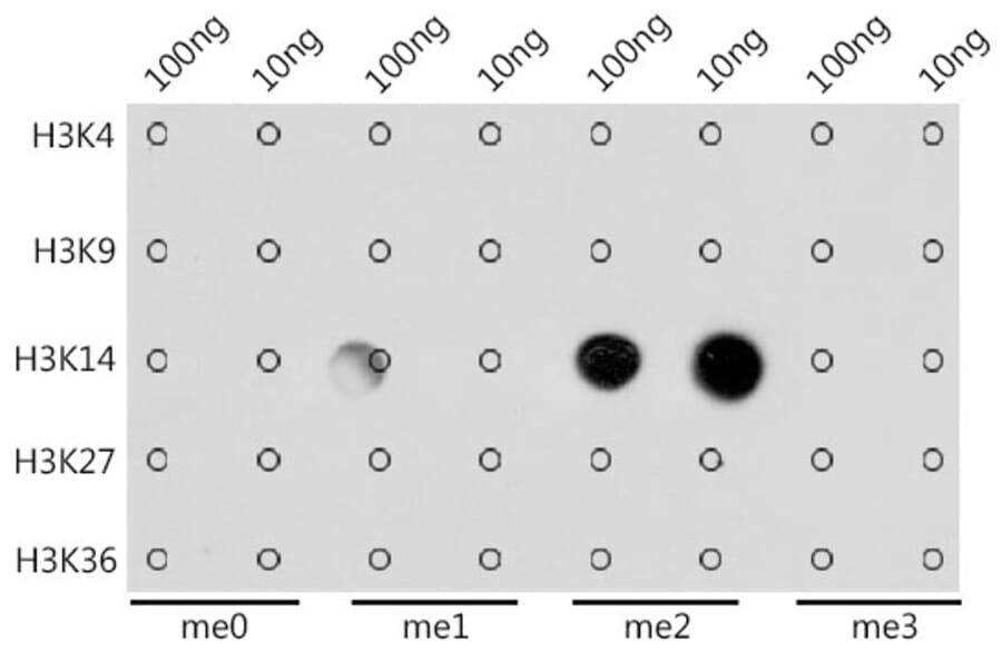 Dot Blot - Anti-Histone H3 (di methyl Lys14) Antibody (A16736) - Antibodies.com