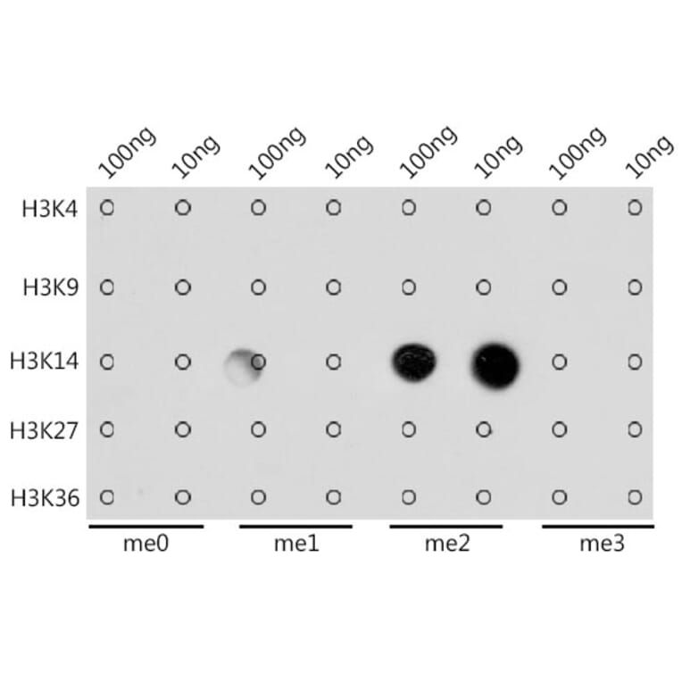 Dot Blot - Anti-Histone H3 (di methyl Lys14) Antibody (A16736) - Antibodies.com