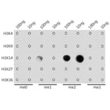 Dot Blot - Anti-Histone H3 (di methyl Lys14) Antibody (A16736) - Antibodies.com