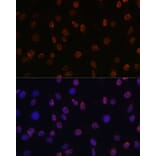 Immunofluorescence - Anti-Histone H3 (di methyl Lys14) Antibody (A16736) - Antibodies.com