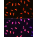 Immunofluorescence - Anti-Histone H3 (di methyl Lys14) Antibody (A16736) - Antibodies.com