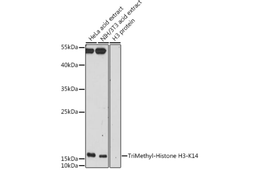 Western Blot - Anti-Histone H3 (tri methyl Lys14) Antibody (A16737) - Antibodies.com