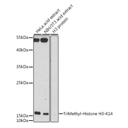 Western Blot - Anti-Histone H3 (tri methyl Lys14) Antibody (A16737) - Antibodies.com