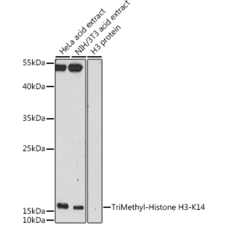 Western Blot - Anti-Histone H3 (tri methyl Lys14) Antibody (A16737) - Antibodies.com