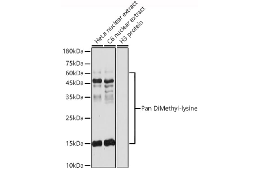 Western Blot - Anti-pan di-methyl Lysine Antibody (A16738) - Antibodies.com