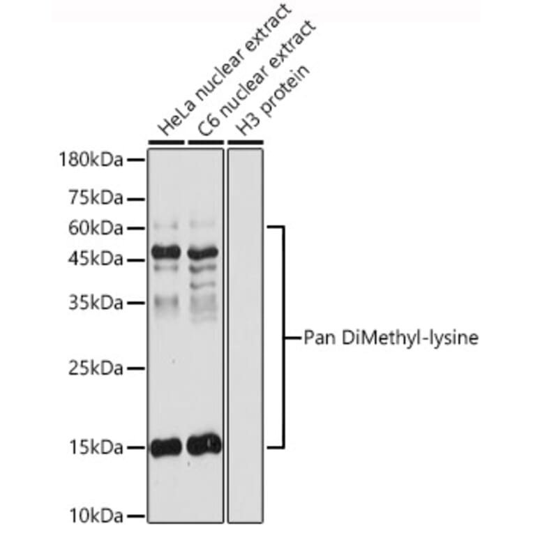 Western Blot - Anti-pan di-methyl Lysine Antibody (A16738) - Antibodies.com