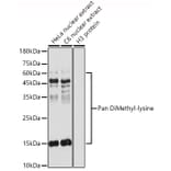 Western Blot - Anti-pan di-methyl Lysine Antibody (A16738) - Antibodies.com