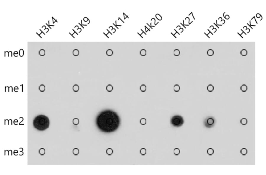 Dot Blot - Anti-pan di-methyl Lysine Antibody (A16738) - Antibodies.com