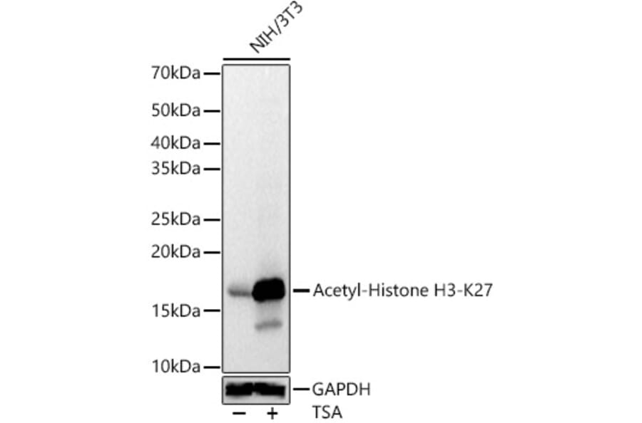 Western Blot - Anti-Histone H3 (acetyl Lys27) Antibody (A16739) - Antibodies.com