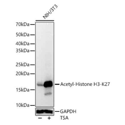 Western Blot - Anti-Histone H3 (acetyl Lys27) Antibody (A16739) - Antibodies.com