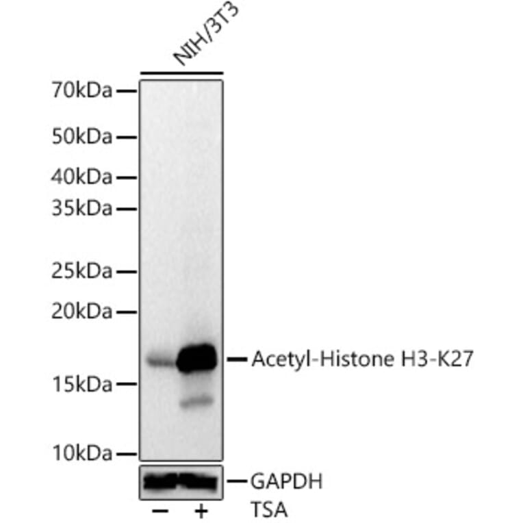 Western Blot - Anti-Histone H3 (acetyl Lys27) Antibody (A16739) - Antibodies.com