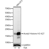 Western Blot - Anti-Histone H3 (acetyl Lys27) Antibody (A16739) - Antibodies.com