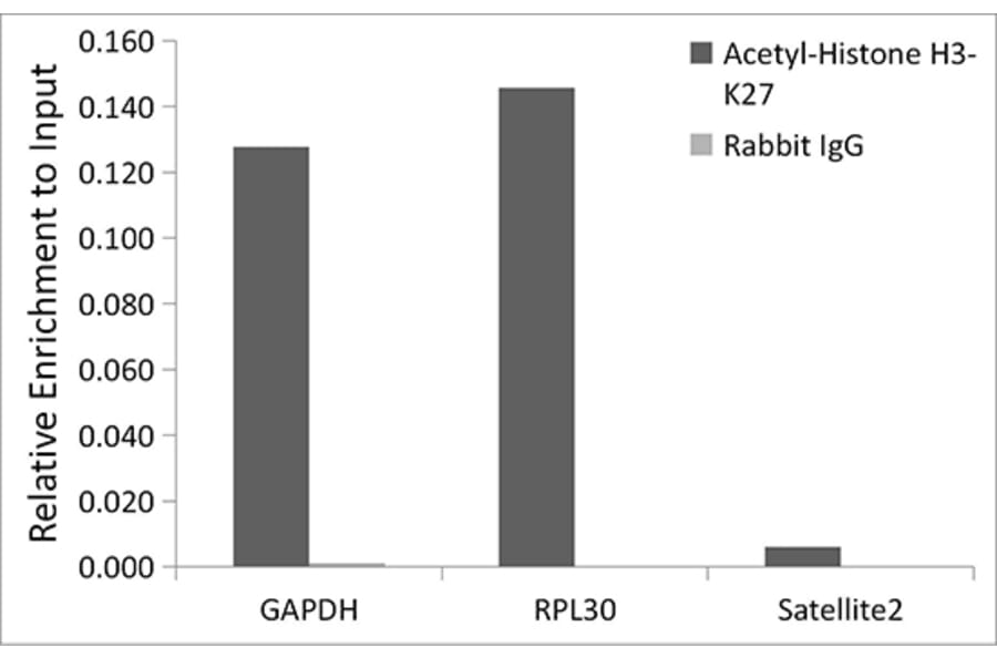 Chromatin Immunoprecipitation - Anti-Histone H3 (acetyl Lys27) Antibody (A16739) - Antibodies.com