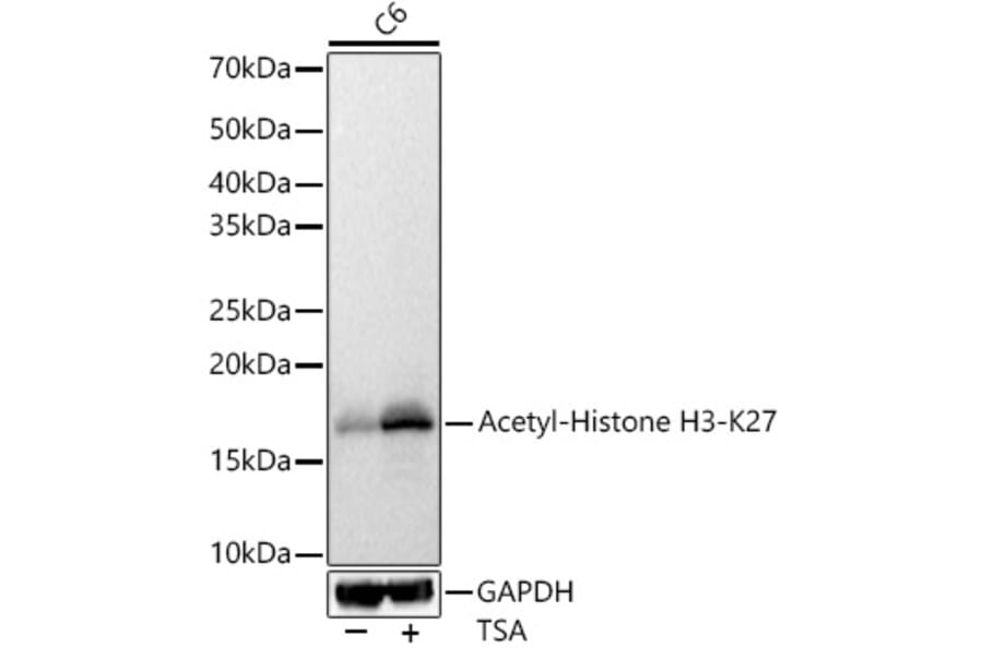 Western Blot - Anti-Histone H3 (acetyl Lys27) Antibody (A16739) - Antibodies.com