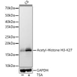 Western Blot - Anti-Histone H3 (acetyl Lys27) Antibody (A16739) - Antibodies.com