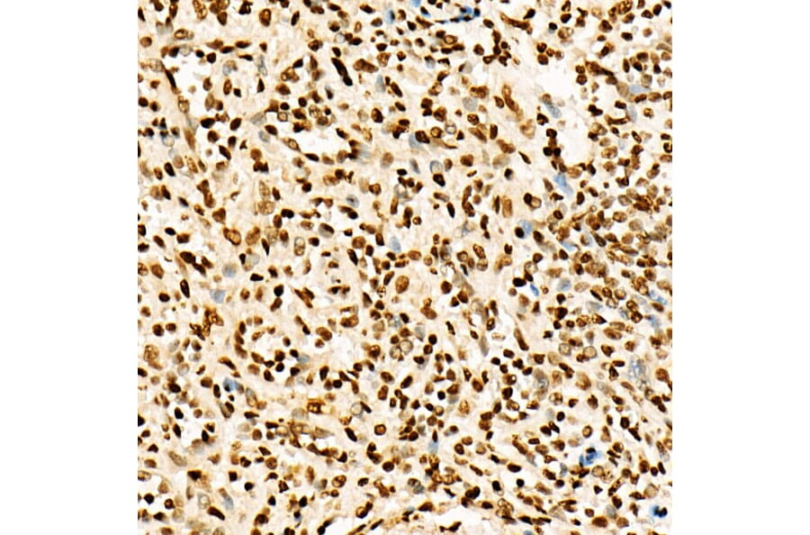 Immunohistochemistry - Anti-Histone H3 (acetyl Lys27) Antibody (A16739) - Antibodies.com