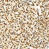 Immunohistochemistry - Anti-Histone H3 (acetyl Lys27) Antibody (A16739) - Antibodies.com