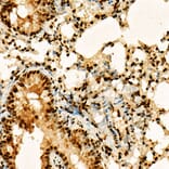 Immunohistochemistry - Anti-Histone H3 (acetyl Lys27) Antibody (A16739) - Antibodies.com