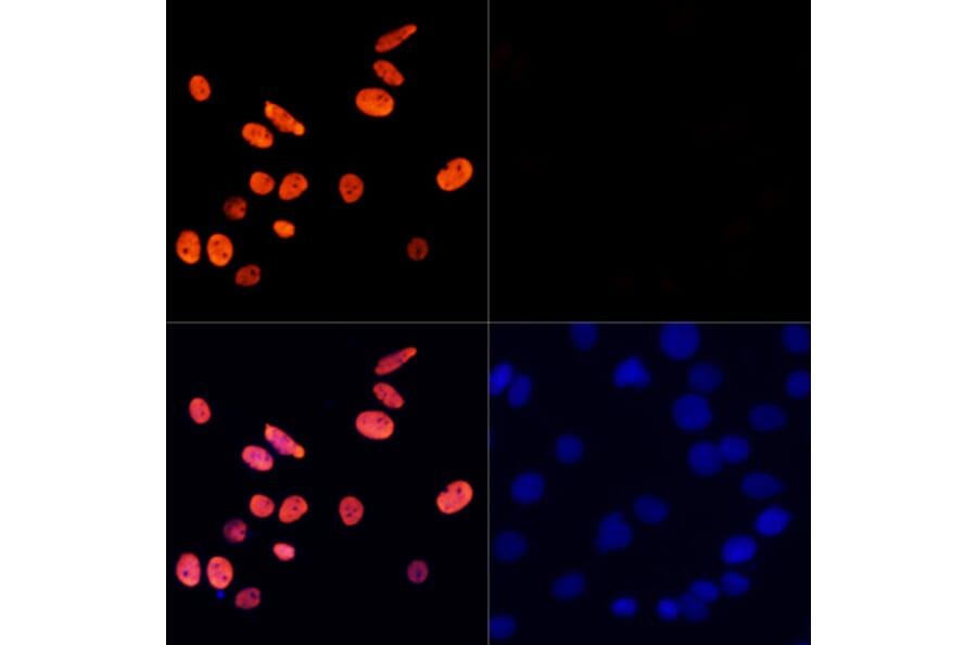 Immunofluorescence - Anti-Histone H3 (acetyl Lys27) Antibody (A16739) - Antibodies.com