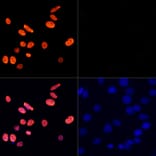 Immunofluorescence - Anti-Histone H3 (acetyl Lys27) Antibody (A16739) - Antibodies.com