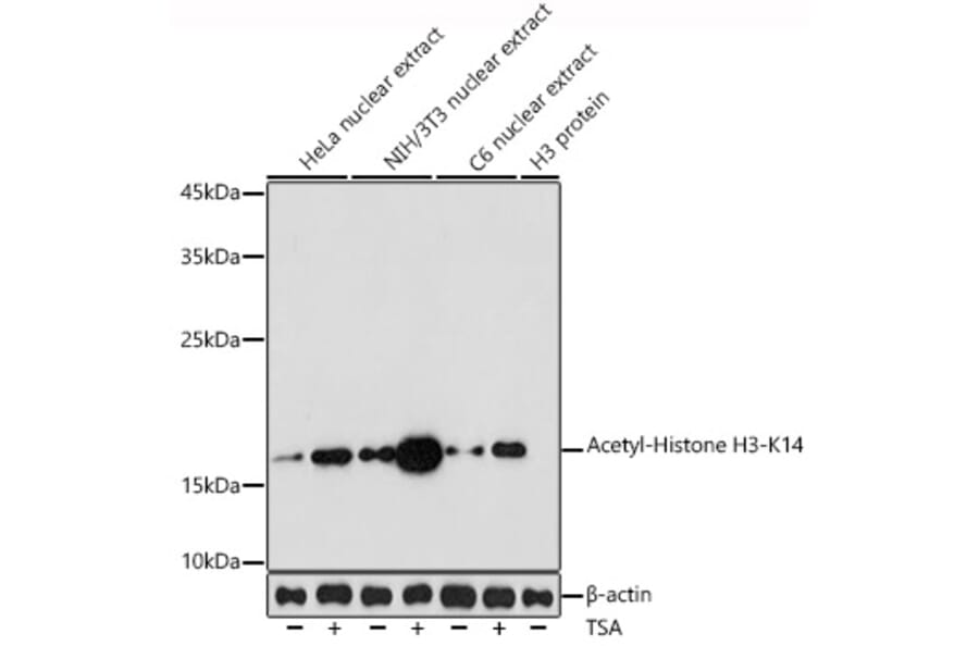 Western Blot - Anti-Histone H3 (acetyl Lys14) Antibody (A16740) - Antibodies.com