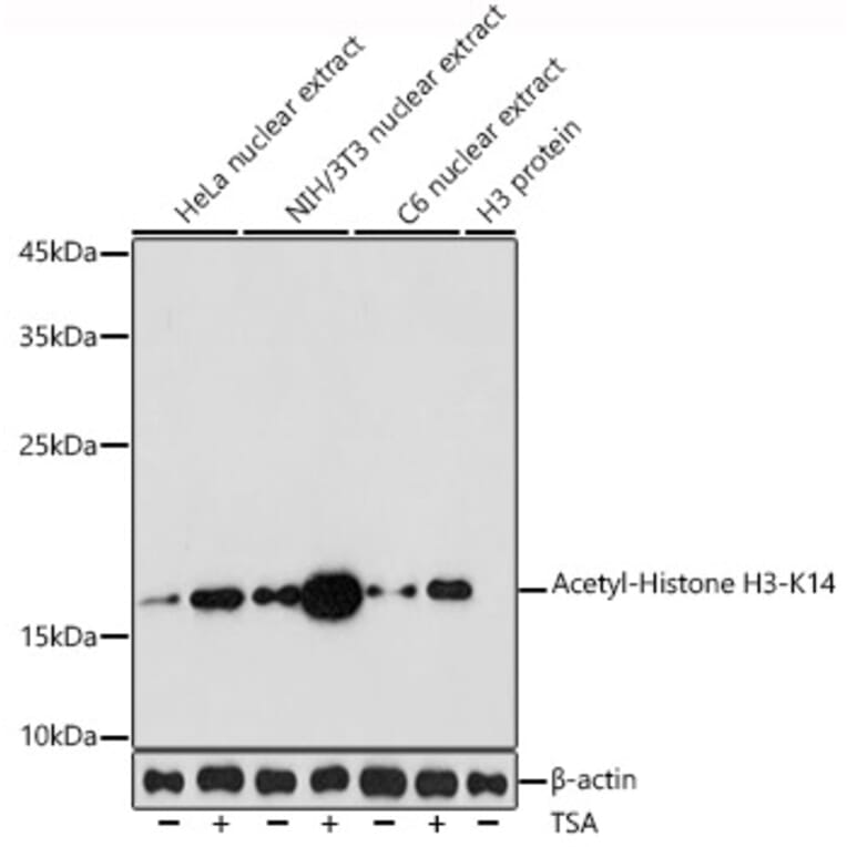 Western Blot - Anti-Histone H3 (acetyl Lys14) Antibody (A16740) - Antibodies.com