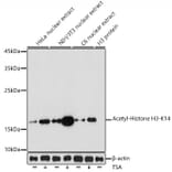 Western Blot - Anti-Histone H3 (acetyl Lys14) Antibody (A16740) - Antibodies.com