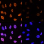 Immunofluorescence - Anti-Histone H3 (acetyl Lys14) Antibody (A16740) - Antibodies.com