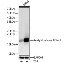 Western Blot - Anti-Histone H3 (acetyl Lys9) Antibody (A16741) - Antibodies.com