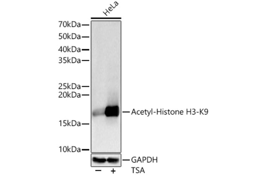 Western Blot - Anti-Histone H3 (acetyl Lys9) Antibody (A16741) - Antibodies.com