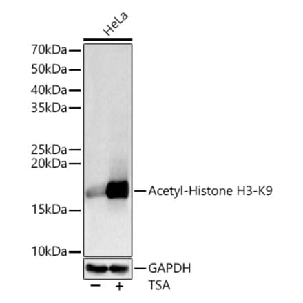 Western Blot - Anti-Histone H3 (acetyl Lys9) Antibody (A16741) - Antibodies.com